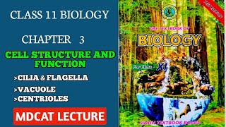 CENTRIOLES  STRUCTURE OF CENTRIOLE  CLASS 11 NEW SINDH BIOLOGY MDCAT [upl. by Arraeis]