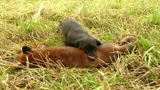 Fox hunting with terriers  Fox digging and predator control  Ultimate Hunting [upl. by Luap651]