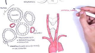 Thyroid Gland Anatomy  embryology blood supply venous drainage innervation histology [upl. by Novrej]