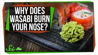 Why Does Wasabi Burn Your Nose [upl. by Theda]