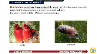 Phylum – Chordata Animals belonging to phylum Chordata are characterised by presence of notochord [upl. by Slaughter874]