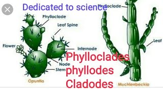 Phylloclades phyllodes cladodes with examples [upl. by Cohin]