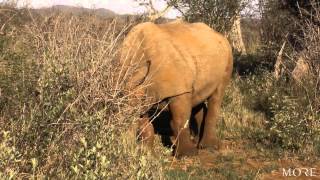 White Rhino Feeding [upl. by Sitnik680]