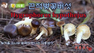 늦가을 소나무숲에 식용버섯 끈적벚꽃버섯Hygrophorus hypothejus [upl. by Kenwrick]