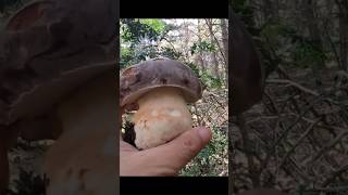 Boletus Pinicola primavera 2024 [upl. by Okihcas153]