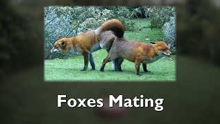 Foxes Mating [upl. by Aliel]