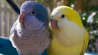 Monk Parakeet Talking  Yellow Quaker Parrot Talking amp Sounds [upl. by Ambrogio]