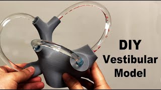 DIY Fluid Filled Vestibular Model BPPV Vertigo Treatment Visualized [upl. by Ayam]