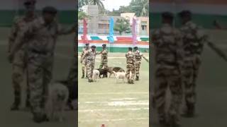 BSF dog warm up training 🔥🇮🇳shorts army viral trending [upl. by Lyudmila]