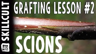 Grafting Series Lesson 2 Scions Cutting Storing What Goes Wrong [upl. by Etteuqal]