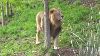 Radja  Asiatic Lion of Zurich Zoo Roaring [upl. by Ilyse813]