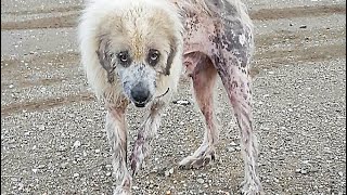 Poor Sweet Boy from Mange to Majesty A incredible rescue [upl. by Boorman116]