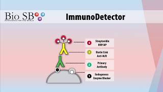 Bio SB Inc  IHC Detection Systems [upl. by Ingvar]