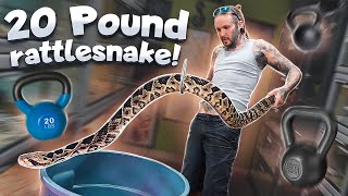 20 Pound RATTLESNAKE VS NEW Snake Hook 🔥 [upl. by Hittel]