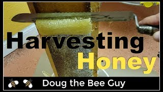 Harvesting Honey  How to harvest honey from a beehive [upl. by Gherardo]