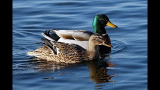 Anatra selvatica  Germano reale Anas platyrhynchos 🦆 Wild duck  mallard [upl. by Haldane767]