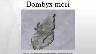 Bombyx mori [upl. by Fogg]