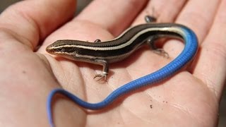 Juvenile Bluetailed Western Skink  Reptiles of BC [upl. by Gerfen689]