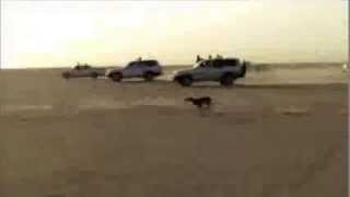 Salukis chasing Gazelle كلب سلو قيمطاردةظبي [upl. by Clemmy]