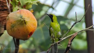 aktivitas burung makan dan minum di aviary mini 58 [upl. by Aneladgam273]