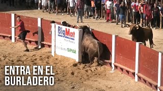 Peñafiel 2024 El Toro Se Mete En El Burladero [upl. by Ahsiened]