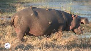 Symbiotic Relationship Hippos and Oxpecker Birds in Nature’s Dance [upl. by Batha]