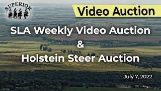 Superior Livestock Video Auction and Holstein Steer Auction [upl. by Wilone]