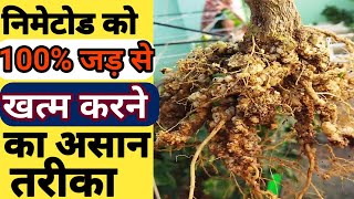 निमेटोड तुरंत कंट्रोल एक ही बार मे जड़ से खत्म। Nemotod control nematodes [upl. by Schear]