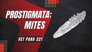 VET PARA 1  Prostigmatid Mites Mange Mites  Chapter 85 [upl. by Ijies581]