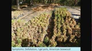 Boxwood Blight Background and best management practices to help exclude and mitigate in nurseries [upl. by Ahsenev]