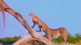 Old Kalahari Desert Documentary  Africa  African Desert  Nature amp Animal Film  Botswana [upl. by O'Gowan]