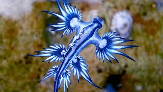 The Glaucus Atlanticus  A Pokémon [upl. by Adlei]