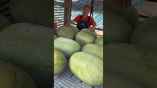 Amazing Taiwanese Fresh Giant Watermelon  Fruit Cutting Skills [upl. by Hardner]