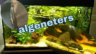 Algeneters in het AQUARIUM maar eten ze wel echt ALGEN Nickey [upl. by Eceer]