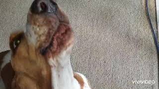 Basset Hound Howling [upl. by Beatriz]