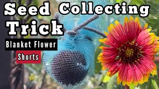 Seed Collecting Knowing What are Good Seeds How to Collect Gaillardia Indian Blanket Flowers Wild [upl. by Dorella]