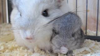 Baby Chinchilla Cuddling [upl. by Casie247]