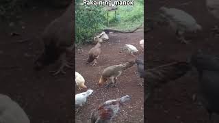 Ngpakain ako Ng manoksimplengbuhayprobinsya chicken [upl. by Nelad]