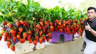 Growing GIANT Strawberries  MAX Yields BIG Fruits [upl. by Cathrin]