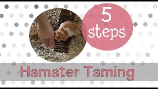 How To Tame a Syrian Hamster  5 Steps [upl. by Ihcelek]