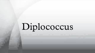 Diplococcus [upl. by Mir]