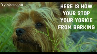 How to Stop a Yorkie From Barking Surprising Solution [upl. by Sira]