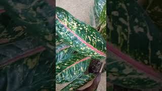 Aglaonema ornamentalplantsshortvideonaturetrending [upl. by Burd]