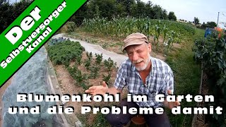 Blumenkohl im Garten und die Probleme damit [upl. by Notirb]