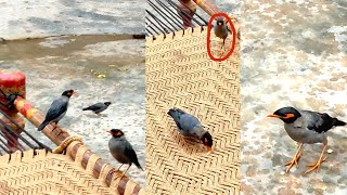 Amazing Myna Birds Feed  Mynah talking with baby [upl. by Alisen]