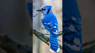 Top 10 Most BeautiFul Blue Birds 🐦🐦 In The World shorts birds [upl. by Placidia]