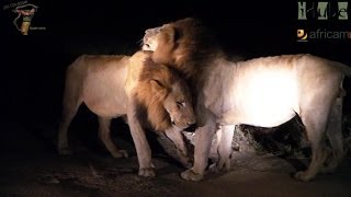 Selati Male Lions Last Night As Kings [upl. by Rebma]