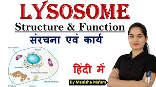 Lysosome Structure and Function  Cell Organelles  Anatomy Lecture By Manisha Maam [upl. by Nally]