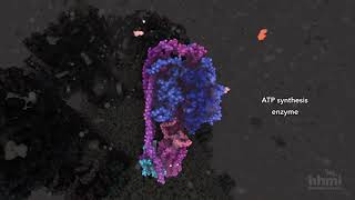 ATP Synthesis  HHMI BioInteractive Video [upl. by Arondell]