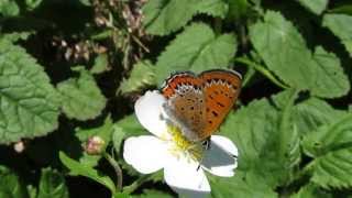 Lycaena helle  Violet Copper [upl. by Occor]